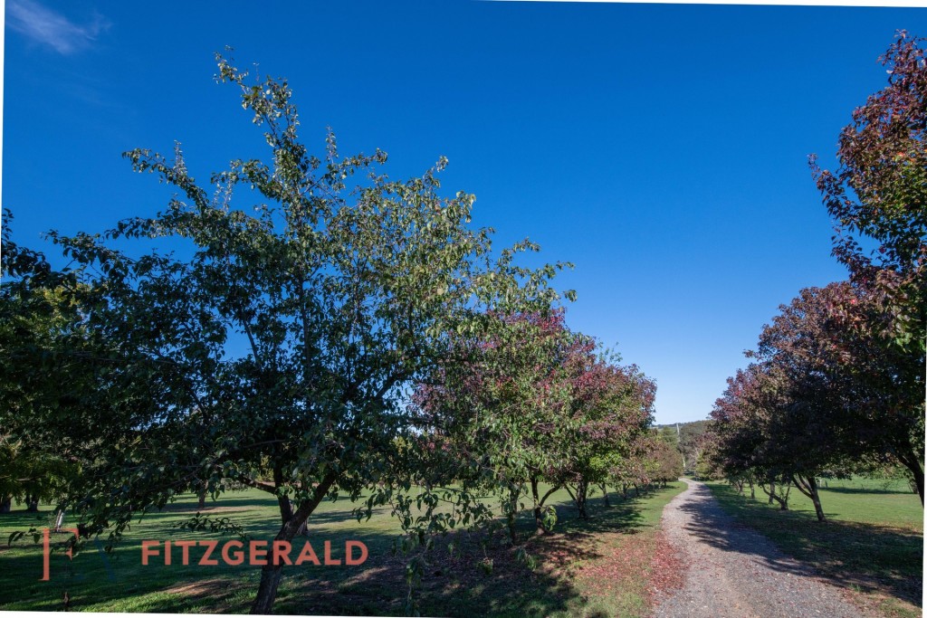 1129 Millthorpe Road, Millthorpe NSW 2798 - photo 2