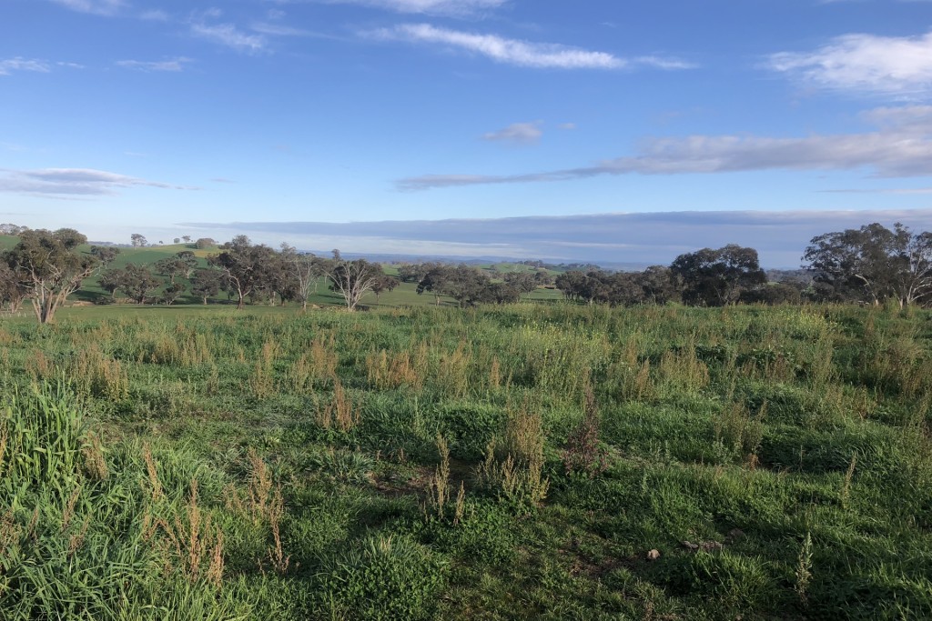 Jennings Lane, Amaroo NSW 2866 - McGrath Central West