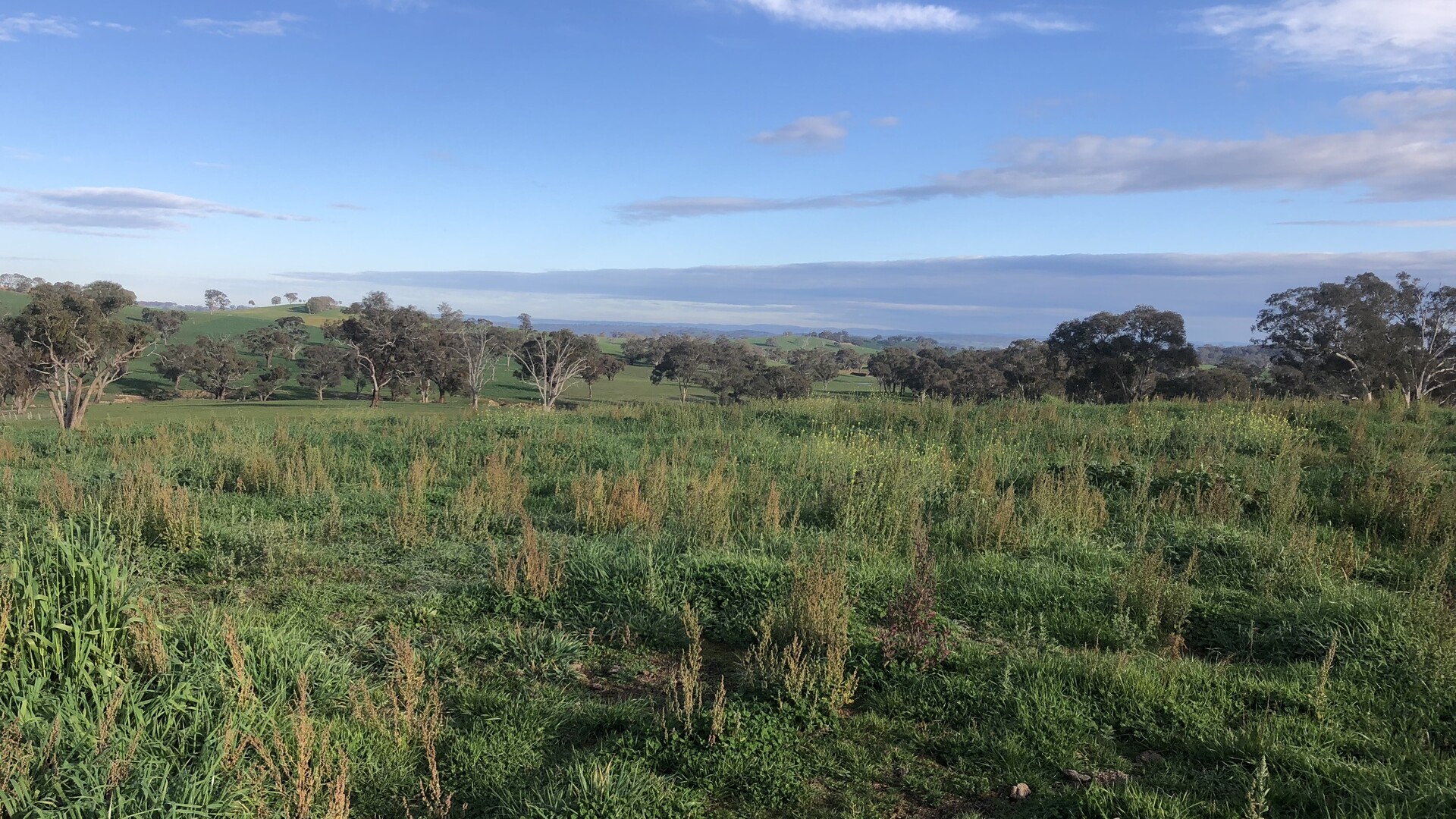 Jennings Lane, Amaroo NSW 2866 - McGrath Central West