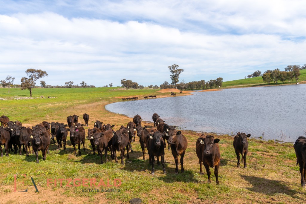128 Norah Creek Road, Molong NSW 2866 - photo 2
