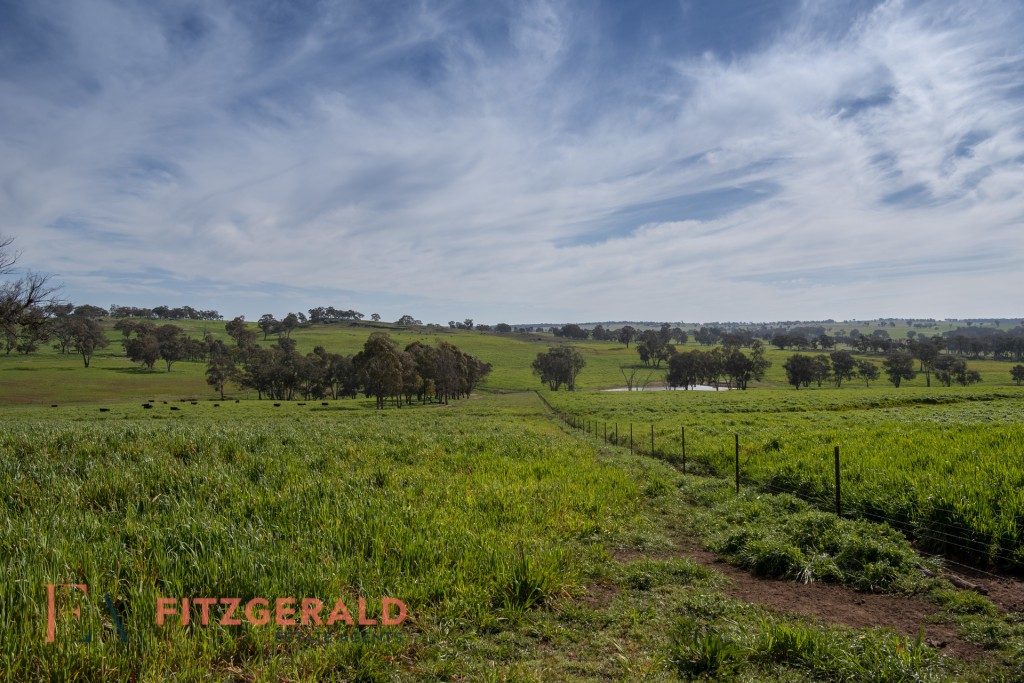 128 Norah Creek Road, Molong NSW 2866 - photo 18