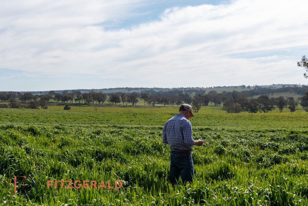 128 Norah Creek Road, Molong NSW 2866 - photo 3