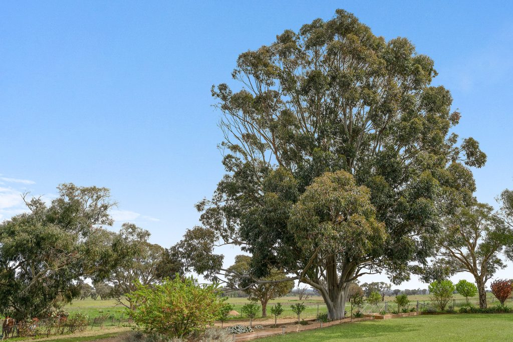 339 South Bowan Park Road, Orange NSW 2800 - photo 7