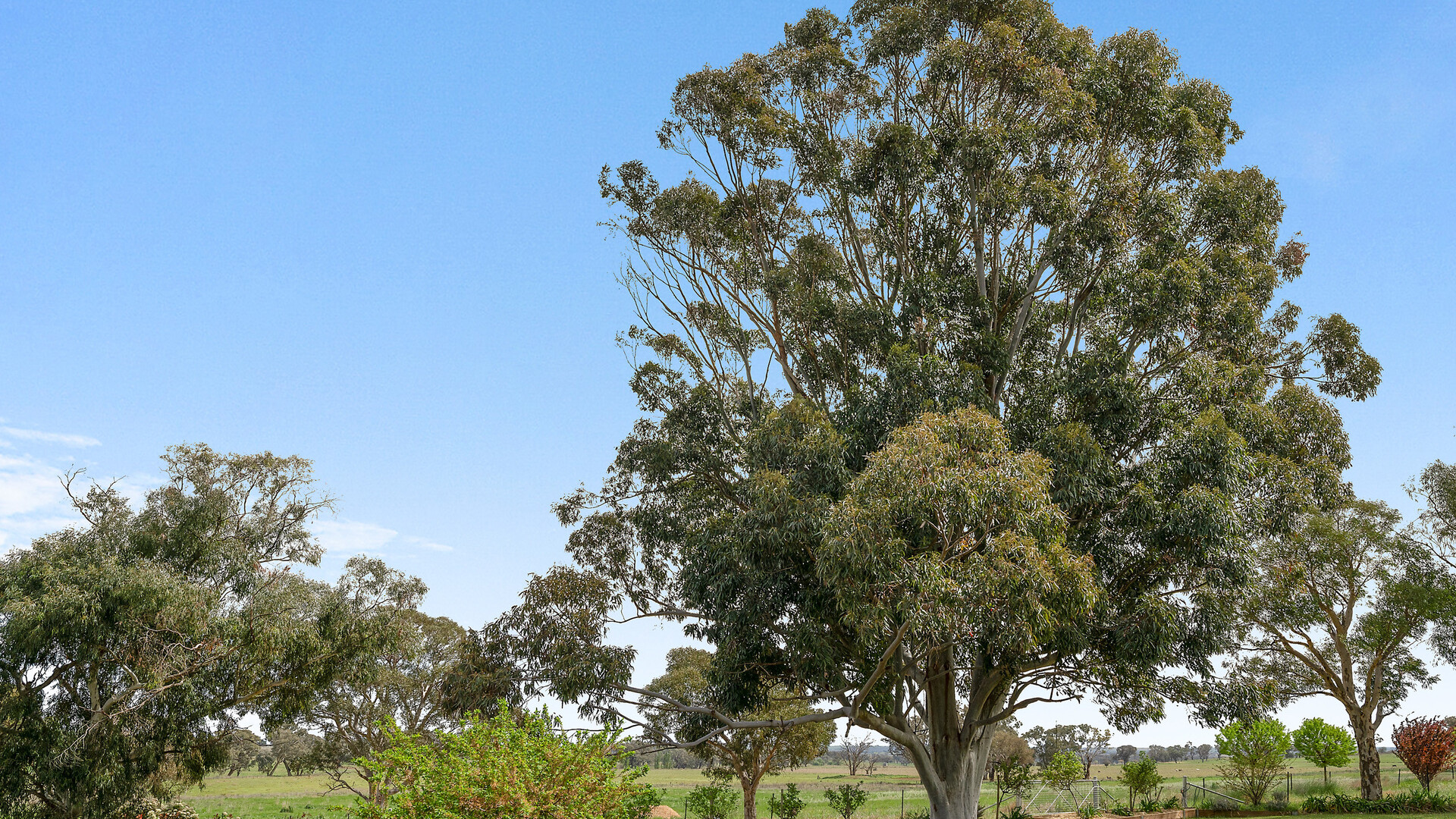 339 South Bowan Park Road, Orange NSW 2800 - photo 7