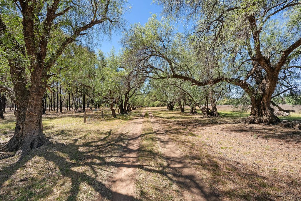 357L Obley Road, Dubbo NSW 2830 - photo 17