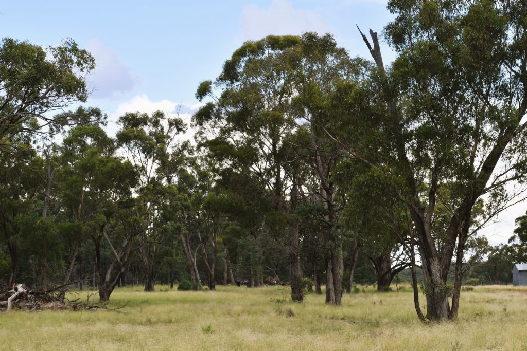 Sold - 151 Numalla Road - New Property in Trundle - Real Estate by Scott Petersen