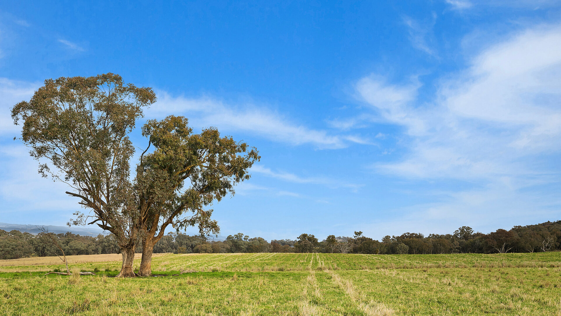 Sold - 687 Peabody Road - New Property in Molong - Real Estate by Scott Petersen