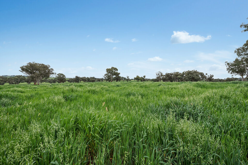 Sold - 5902 Mitchell Highway - New Property in Molong - Real Estate by Scott Petersen
