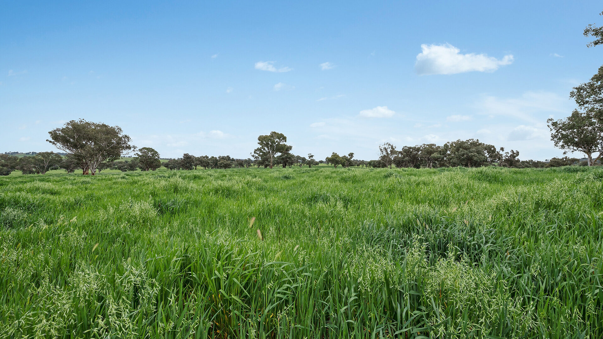 Sold - 5902 Mitchell Highway - New Property in Molong - Real Estate by Scott Petersen