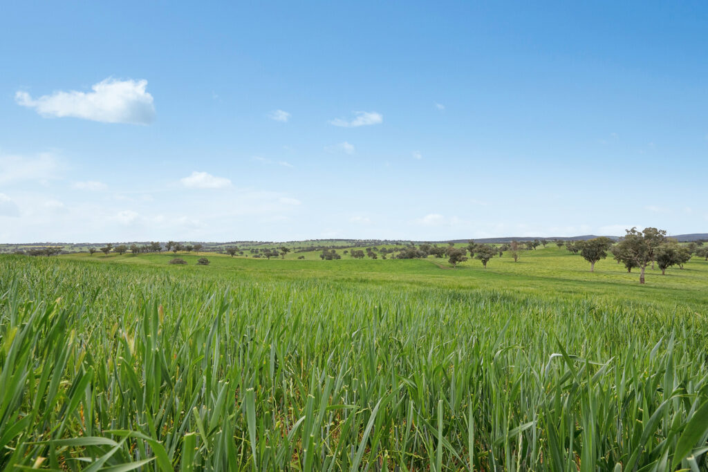 Sold - 5902 Mitchell Highway - New Property in Molong - Real Estate by Scott Petersen