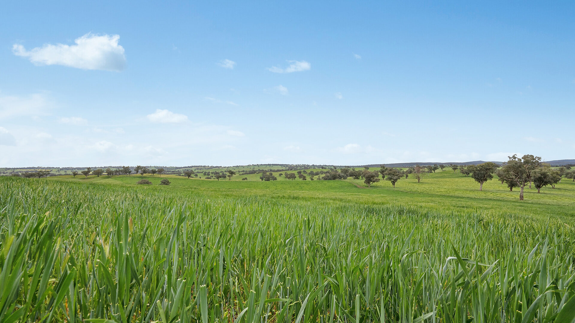 Sold - 5902 Mitchell Highway - New Property in Molong - Real Estate by Scott Petersen