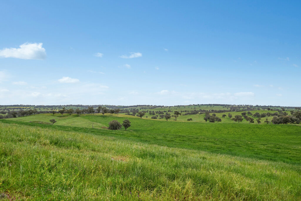 Sold - 5902 Mitchell Highway - New Property in Molong - Real Estate by Scott Petersen