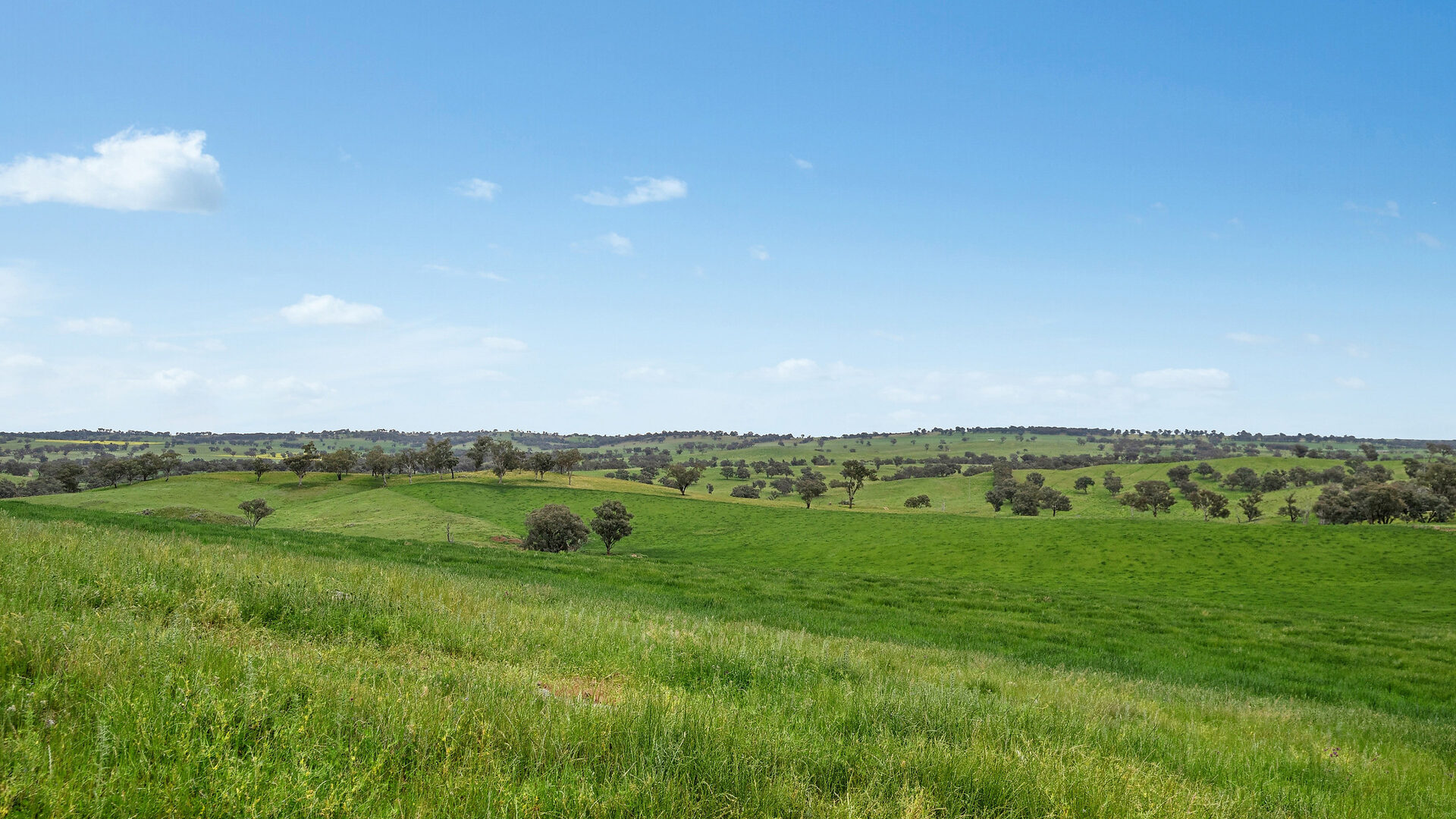Sold - 5902 Mitchell Highway - New Property in Molong - Real Estate by Scott Petersen