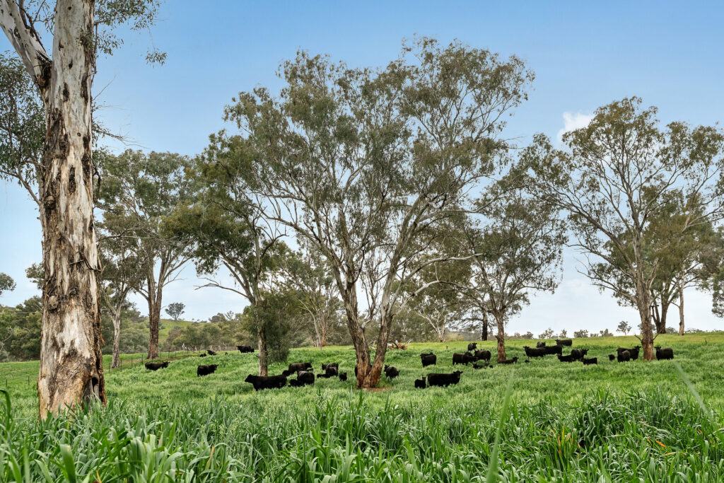 Sold - 5902 Mitchell Highway - New Property in Molong - Real Estate by Scott Petersen
