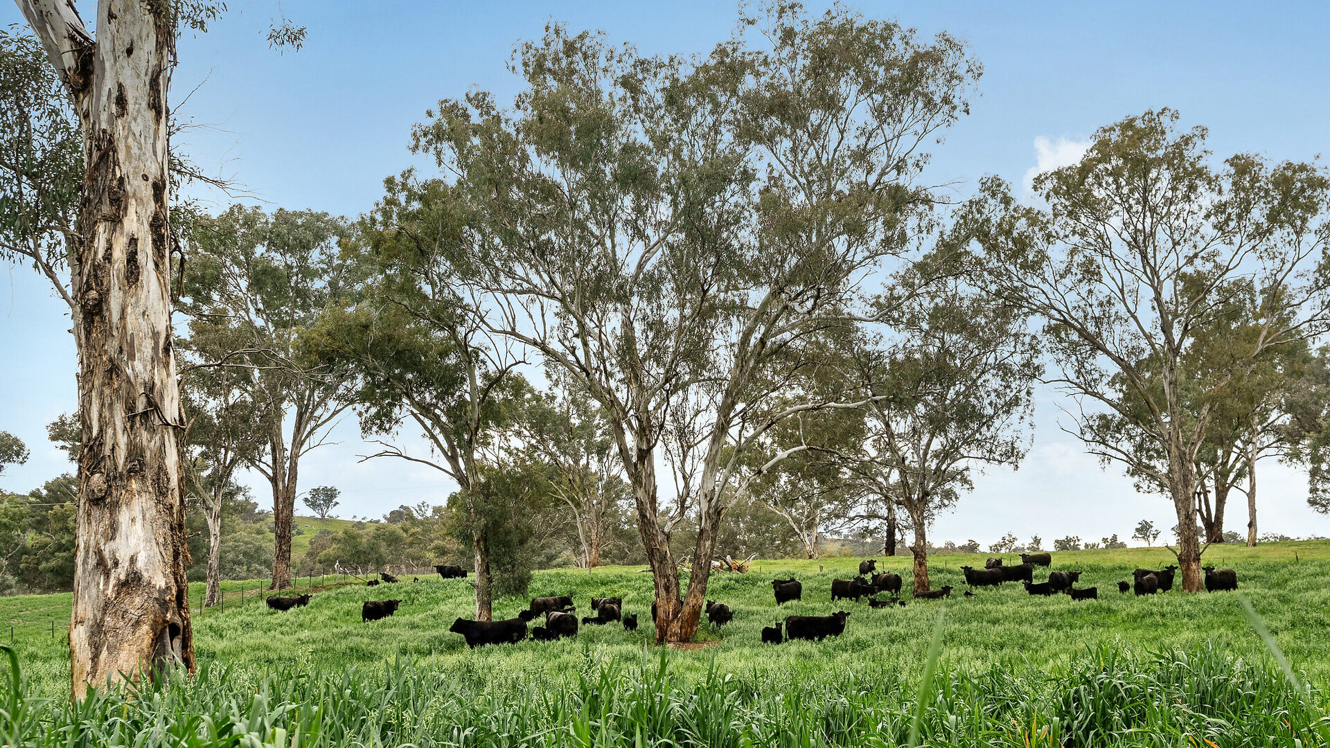 Sold - 5902 Mitchell Highway - New Property in Molong - Real Estate by Scott Petersen