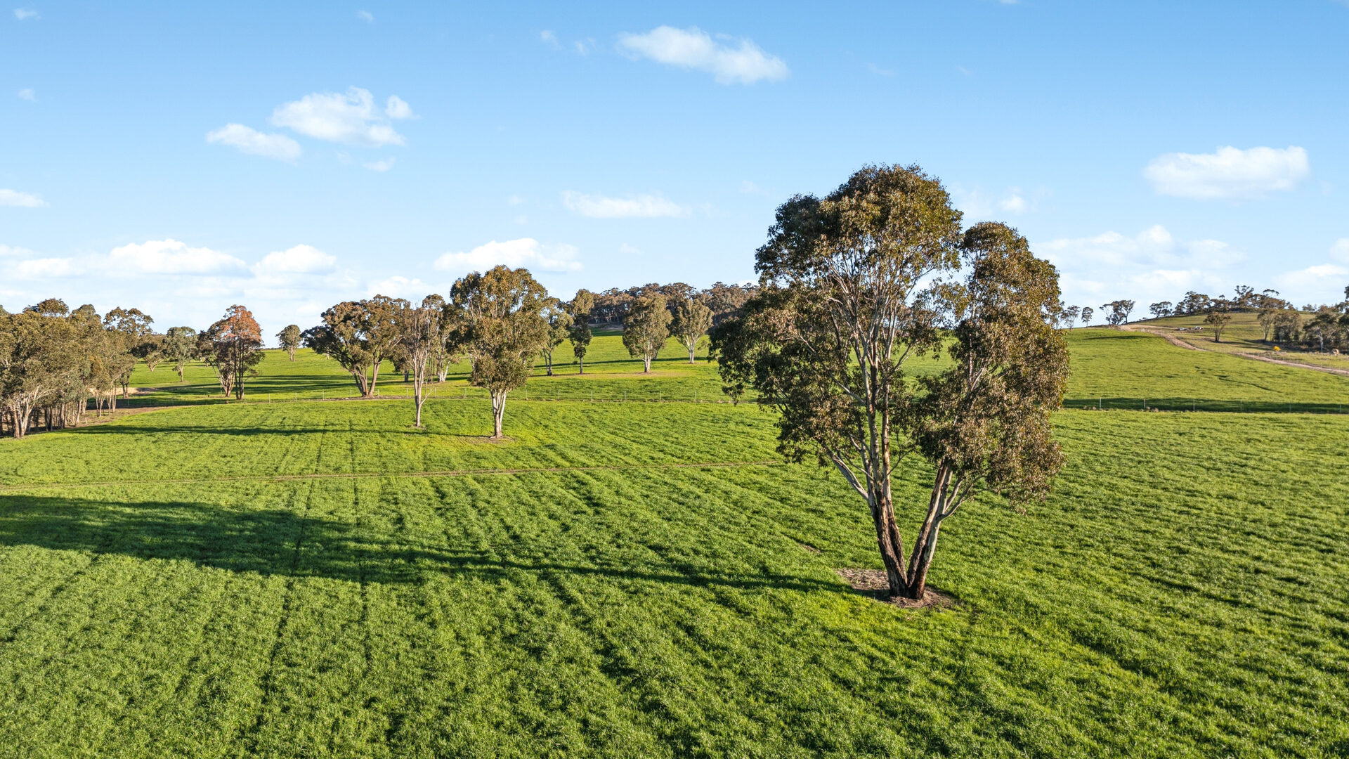 Sold - 358 Belgravia Road - New Property in Orange - Real Estate by Scott Petersen