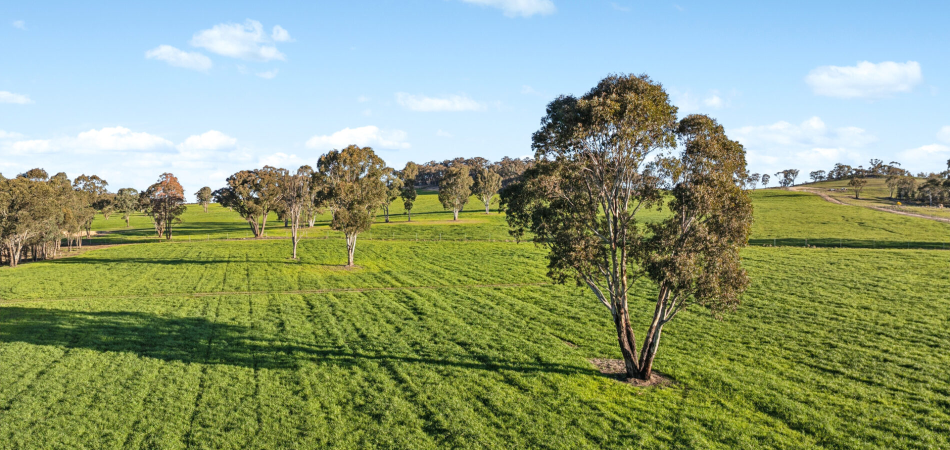 For Sale - 318 Belgravia Road - New Property in Orange - Real Estate by Scott Petersen
