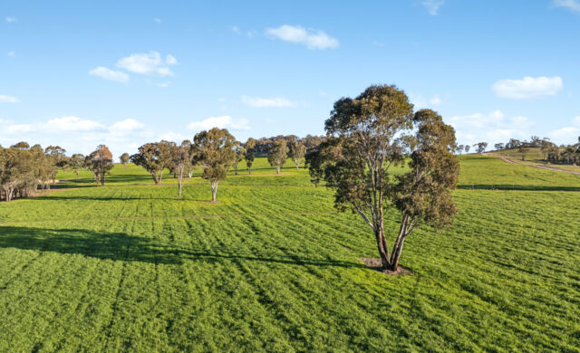 For Sale - 318 Belgravia Road - New Property in Orange - Real Estate by Scott Petersen