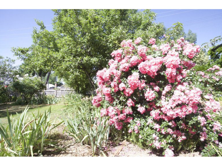 Sold - 255 Piper Street - New Property in Bathurst - Real Estate by 