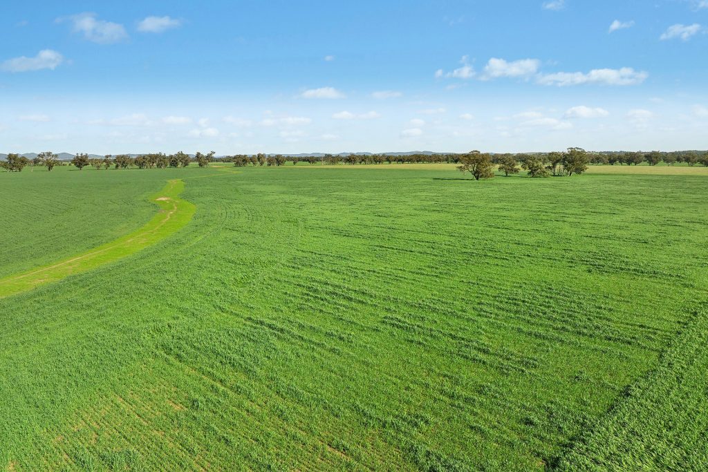 For Sale - 3130 Adelargo Road - New Property in Grenfell - Real Estate by Scott Petersen
