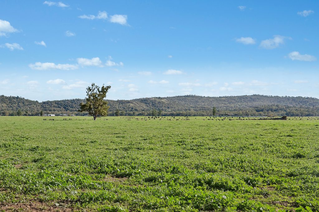 For Sale - 3130 Adelargo Road - New Property in Grenfell - Real Estate by Scott Petersen