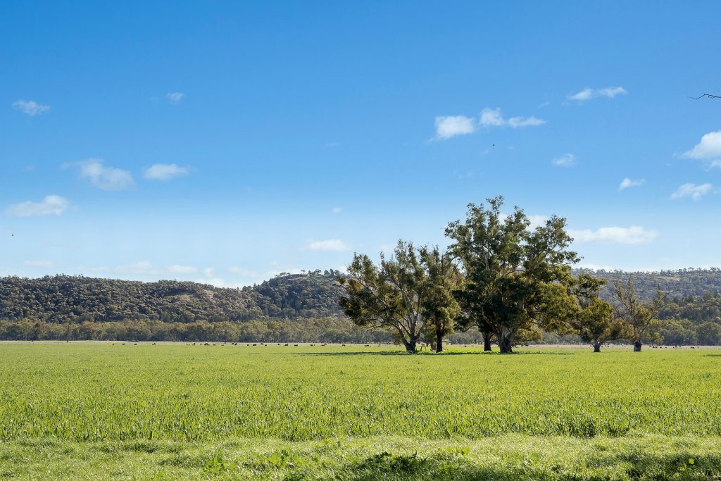 For Sale - 3130 Adelargo Road - New Property in Grenfell - Real Estate by Scott Petersen