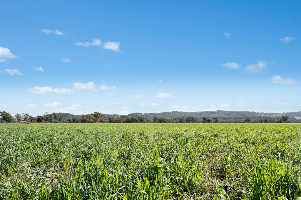 For Sale - 3130 Adelargo Road - New Property in Grenfell - Real Estate by Scott Petersen