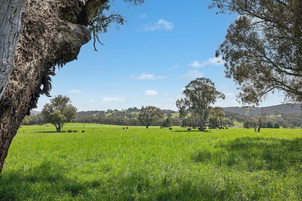 Auction - 593 Belgravia Road - New Property in Belgravia - Real Estate by Scott Petersen