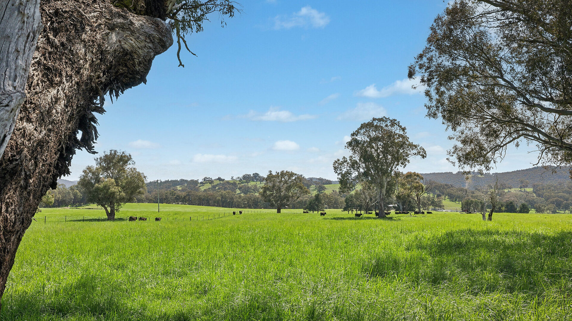Auction - 593 Belgravia Road - New Property in Belgravia - Real Estate by Scott Petersen