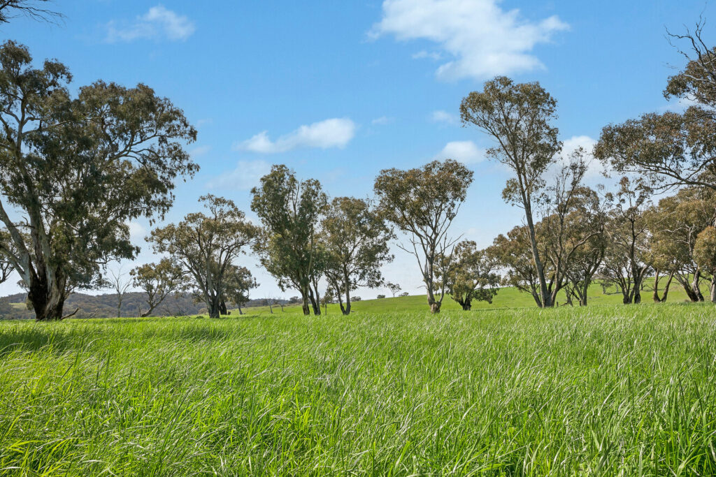 Auction - 593 Belgravia Road - New Property in Belgravia - Real Estate by Scott Petersen