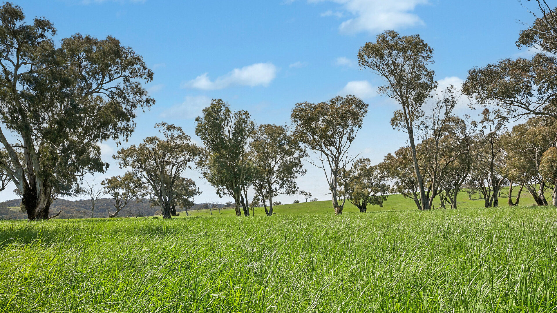 Auction - 593 Belgravia Road - New Property in Belgravia - Real Estate by Scott Petersen