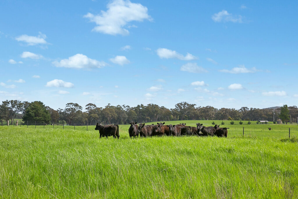 Auction - 593 Belgravia Road - New Property in Belgravia - Real Estate by Scott Petersen