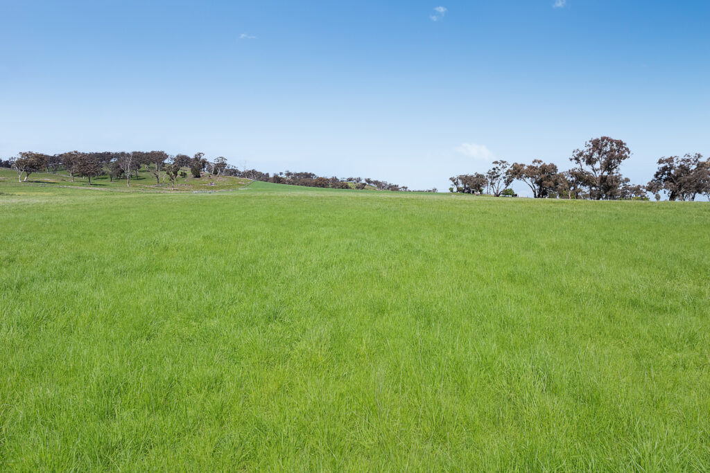 Auction - 593 Belgravia Road - New Property in Belgravia - Real Estate by Scott Petersen