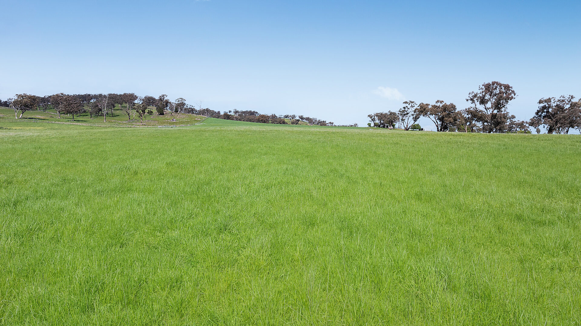 Auction - 593 Belgravia Road - New Property in Belgravia - Real Estate by Scott Petersen