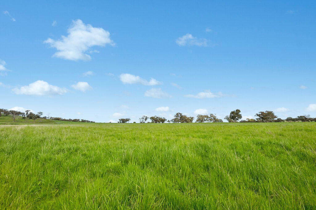 Auction - 593 Belgravia Road - New Property in Belgravia - Real Estate by Scott Petersen