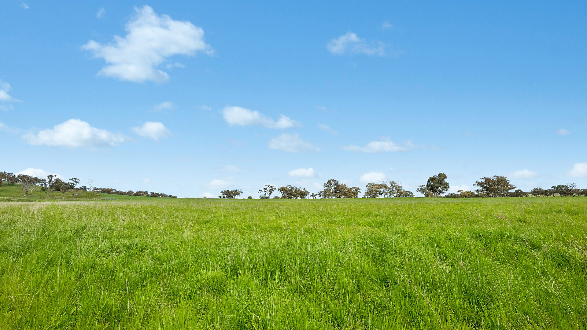 Auction - 593 Belgravia Road - New Property in Belgravia - Real Estate by Scott Petersen