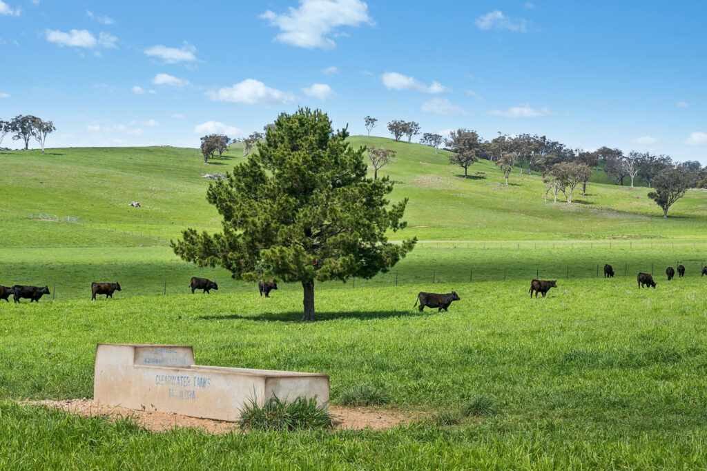 Auction - 593 Belgravia Road - New Property in Belgravia - Real Estate by Scott Petersen