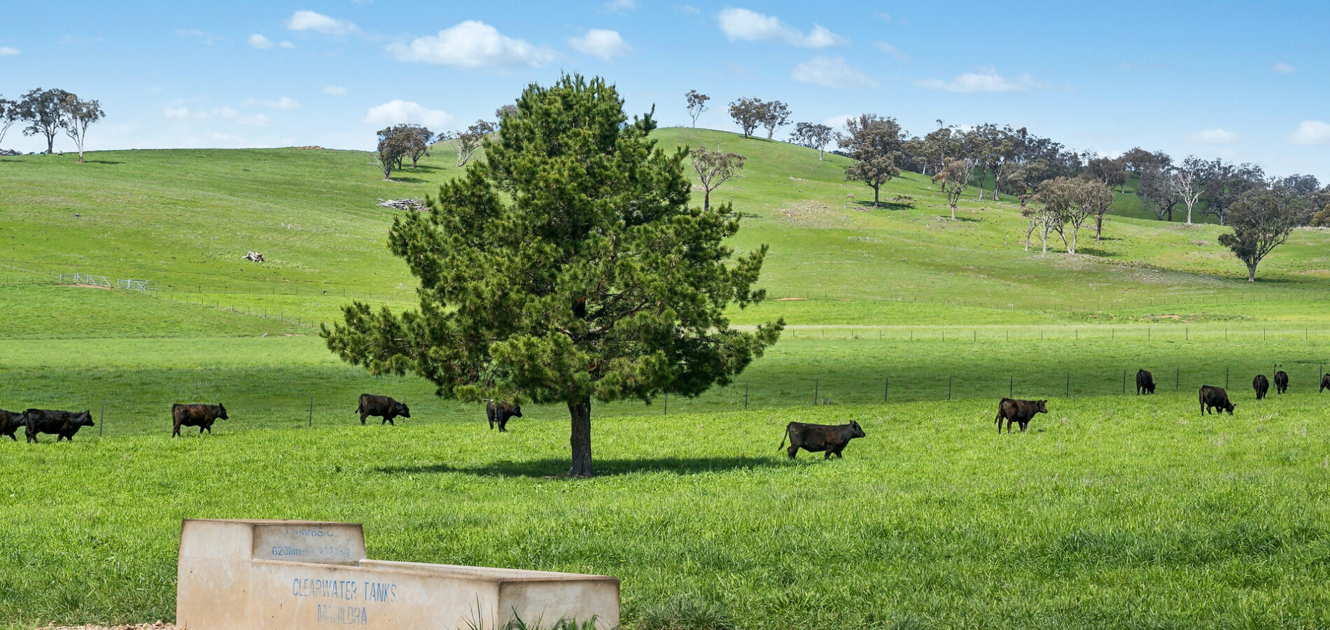 Auction - 593 Belgravia Road - New Property in Belgravia - Real Estate by Scott Petersen