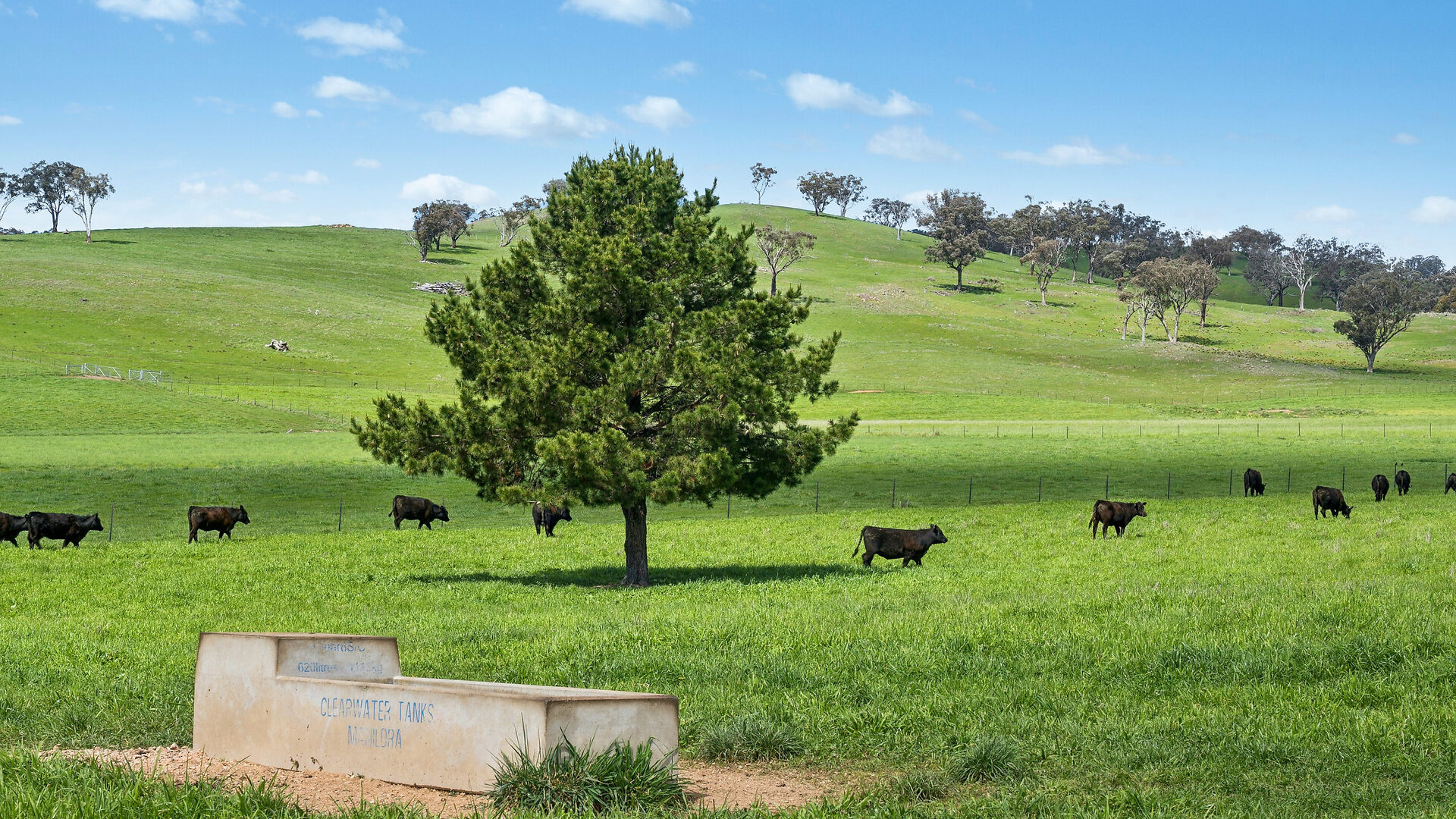 Auction - 593 Belgravia Road - New Property in Belgravia - Real Estate by Scott Petersen