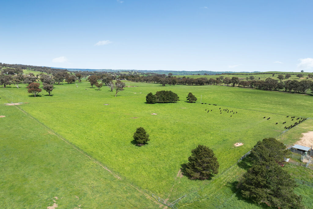 Auction - 593 Belgravia Road - New Property in Belgravia - Real Estate by Scott Petersen