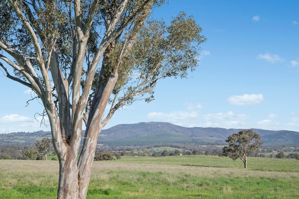 For Sale - 768 Boree Lane - New Property in Orange - Real Estate by Scott Petersen