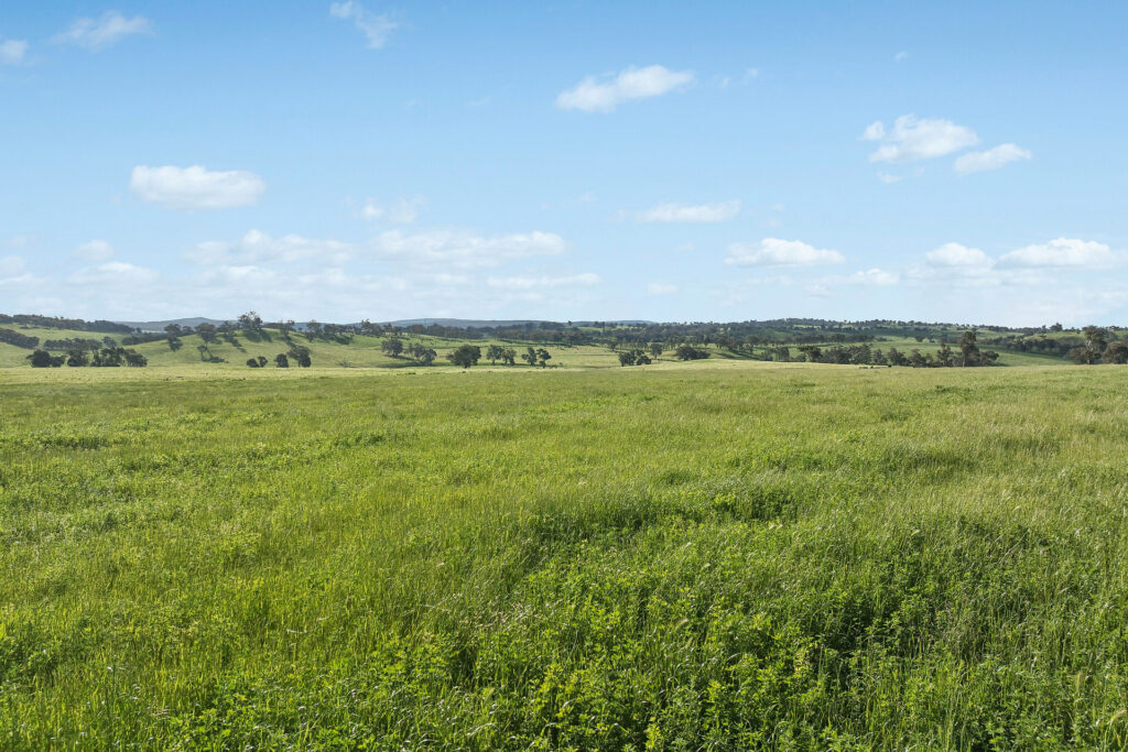 For Sale - 6294 Mitchell Highway - New Property in Molong - Real Estate by Scott Petersen