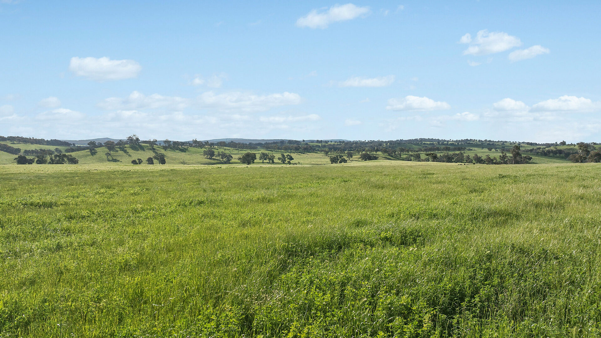 For Sale - 6294 Mitchell Highway - New Property in Molong - Real Estate by Scott Petersen