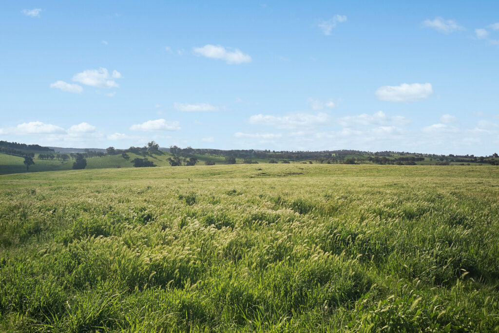 For Sale - 6294 Mitchell Highway - New Property in Molong - Real Estate by Scott Petersen