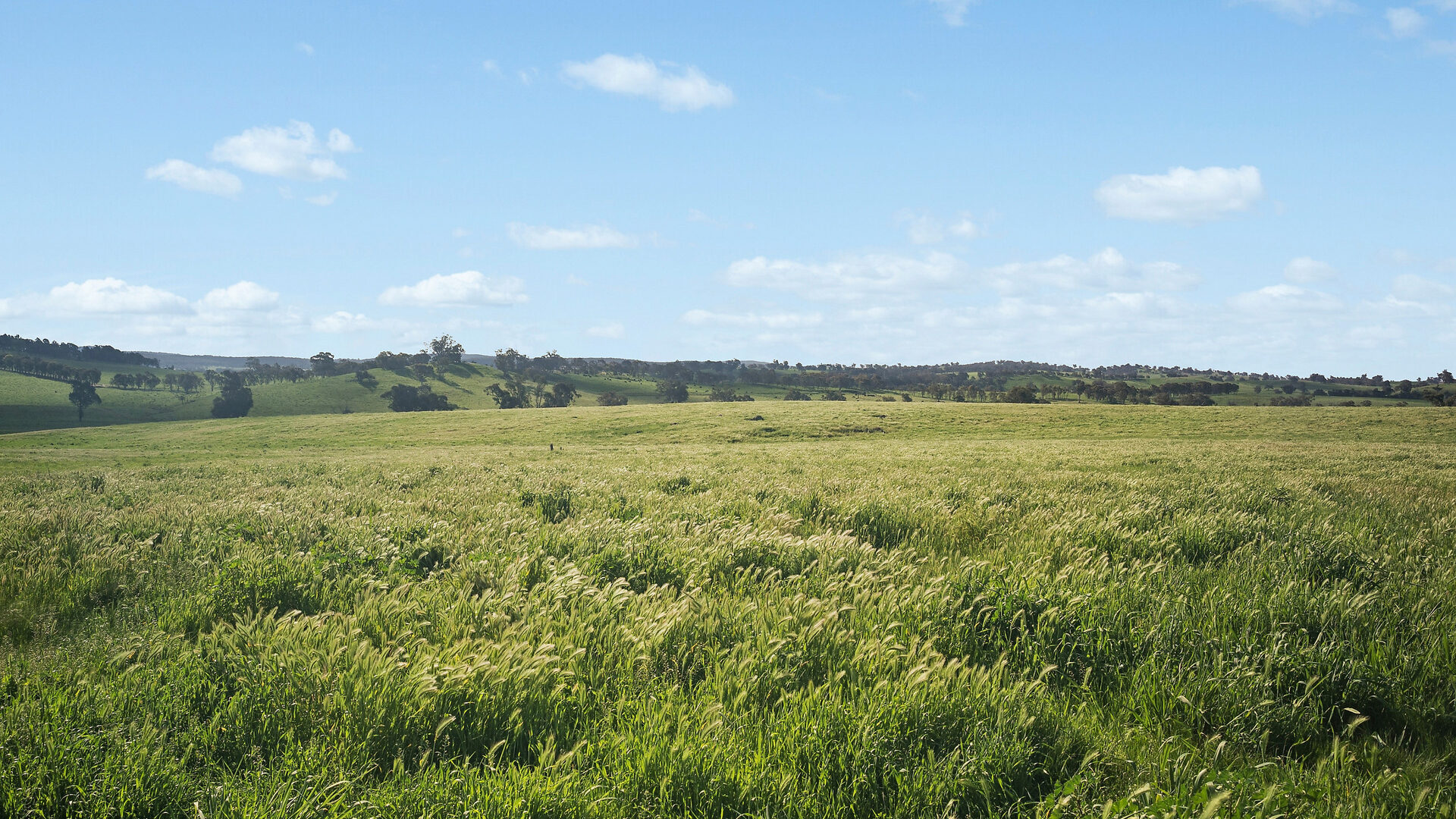 For Sale - 6294 Mitchell Highway - New Property in Molong - Real Estate by Scott Petersen