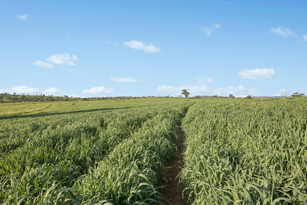 For Sale - 6294 Mitchell Highway - New Property in Molong - Real Estate by Scott Petersen
