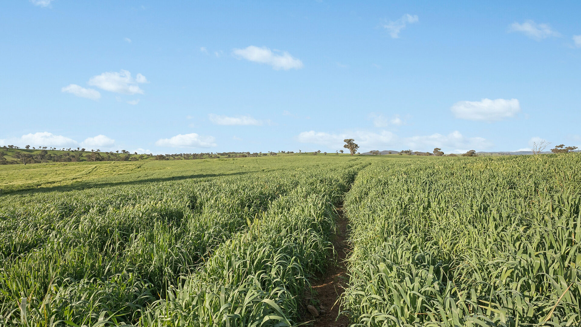 For Sale - 6294 Mitchell Highway - New Property in Molong - Real Estate by Scott Petersen