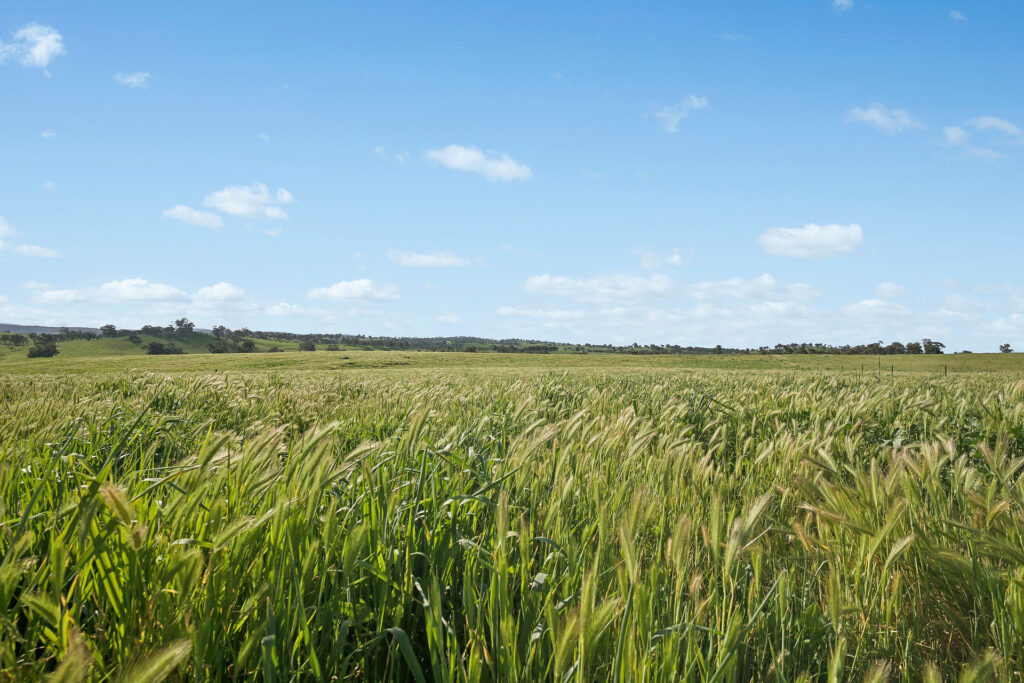 For Sale - 6294 Mitchell Highway - New Property in Molong - Real Estate by Scott Petersen
