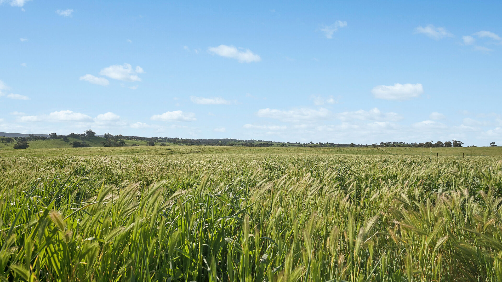 For Sale - 6294 Mitchell Highway - New Property in Molong - Real Estate by Scott Petersen