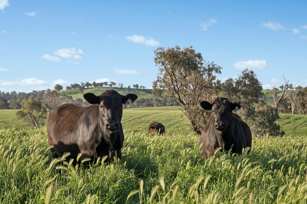 For Sale - 6294 Mitchell Highway - New Property in Molong - Real Estate by Scott Petersen